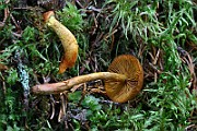 IMG_2391