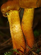 IMG_0941