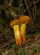 IMG_0942