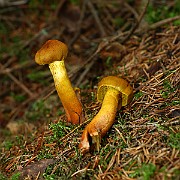 IMG_0943