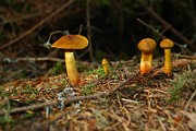 IMG_0945