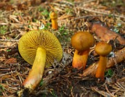 IMG_0947s