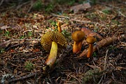 IMG_0948