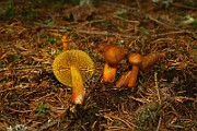 IMG_0949