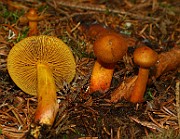 IMG_0950
