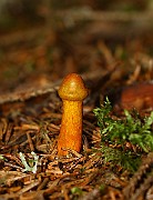 IMG_0951