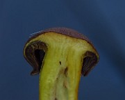 IMG_2351