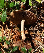 IMG_0867