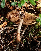 IMG_0868