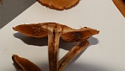 IMG_0889