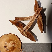 IMG_0891