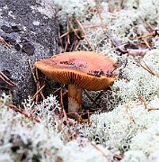 IMG_3817