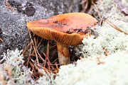 IMG_3819