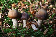 IMG_1091