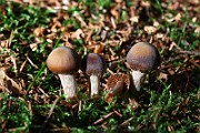 IMG_1094