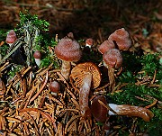 IMG_6262