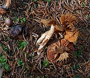 IMG_6265