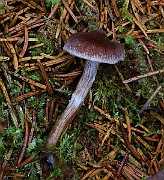 IMG_6175
