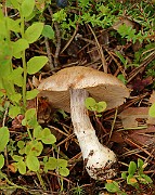 IMG_0830