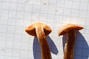 IMG_1341