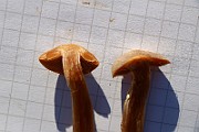 IMG_1342