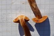 IMG_1343