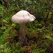 IMG_2763