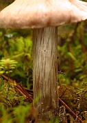 IMG_2764