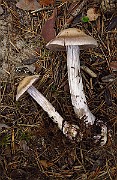 IMG_2767
