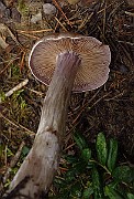IMG_2768