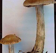 IMG_2847