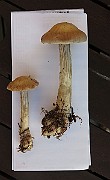 IMG_2849