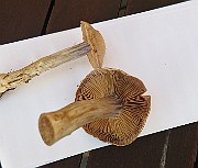 IMG_2850
