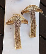 IMG_2852
