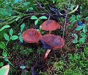 IMG_7868