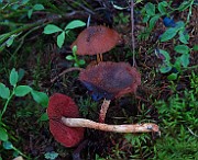 IMG_7870