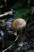 IMG_9245