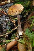 IMG_9246