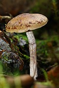 IMG_9249