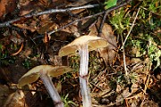 IMG_9258