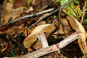 IMG_9260