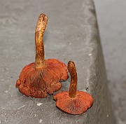 IMG_0717