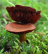 IMG_9452