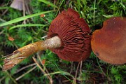IMG_9453