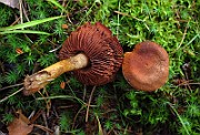 IMG_9454