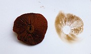 IMG_9529