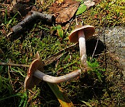 IMG_0343