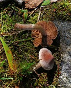 IMG_0344