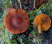IMG_6184