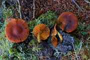 IMG_6185